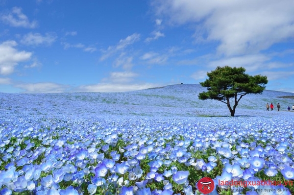 Hoa nemophila-khám phá những điều đặc sắc nhất tại Ibaraki -Nhật Bản